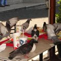 DSC02027