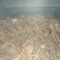 2007verdun046